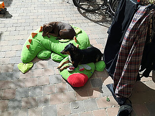 Kindertagespflege Burggartenzwerge - Unsere kinderlieben Hunde