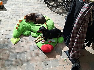 Unsere kinderlieben Hunde